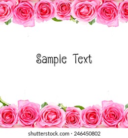 pink roses with sample text on white