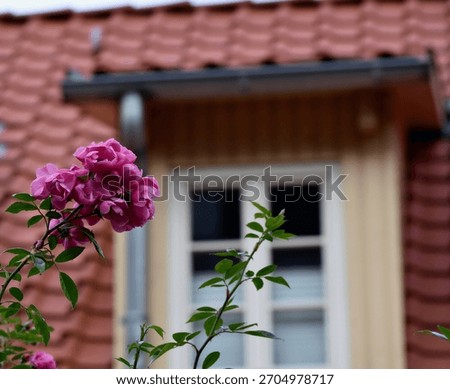 Pink roses in sharp focus before a blurred timber-framed house window, capturing a quiet and charming corner of medieval Quedlinburg.