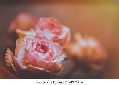 Pink roses in soft color, Made with blur style for background - Shutterstock ID 2094221956