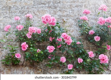 Pink Roses At A Stone Wall Of An Old Cottage