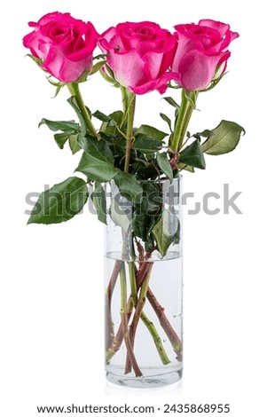 Pink roses in a vase. Rose flower. Flowers for florist shop. Plant petals. Bouquet on wedding, marriage, anniversary, celebration birthday, dating, valentine day or greeting card. Isolated background