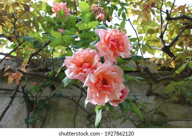 Pink Roses In The Villa Deste. Italy