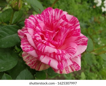 Pink Rose-spray (Pink Flush) With A Marble Coloring Of Dark Pink Strokes (angle).