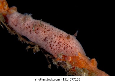 Pink Rostanga Sponge Nudibranch Sea Slug On A Sponge