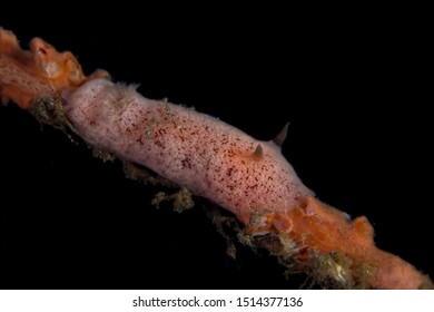 Pink Rostanga Sponge Nudibranch Sea Slug On A Sponge