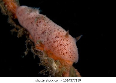 Pink Rostanga Sponge Nudibranch Sea Slug On A Sponge