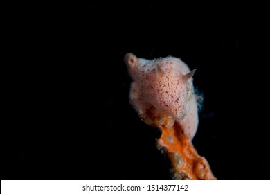 Pink Rostanga Sponge Nudibranch Sea Slug On A Sponge