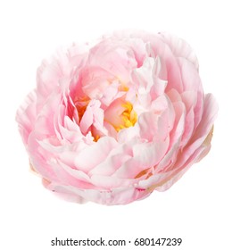 Pink rosy peony isolated on white background.