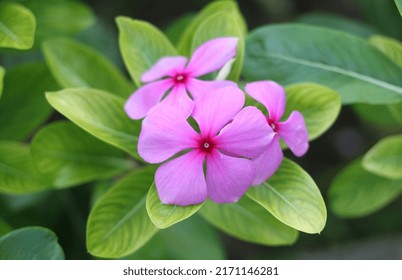 Pink Rosy Periwinkle Flower Close Up