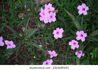 Flor rosa Ruellia Tuberosa