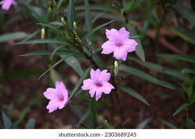 Flor rosa Ruellia Tuberosa