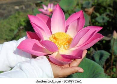 Pink sacred lotus flower blossom in the hands. Nature beauty. Life is gift and precious. Acceptance concepts. - Powered by Shutterstock