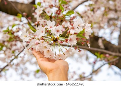 Pink Sakura Bouquet On Hands Female In The Spring Season. Skin Care, Romantic, Love And Celebration Concept.