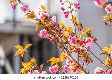 Pink Sakura Cherry Blossom Flowers Closeup With Bokeh Background Of House In Kyoto Shimogyou Ward Kiyamachi-dori Neighborhood Area Street In Spring In Japan