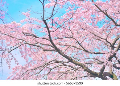 24,549 Japan Sakura Zen Images, Stock Photos & Vectors 