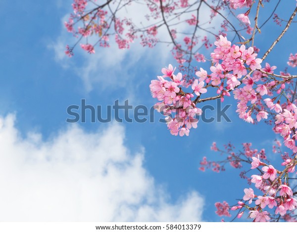 春に青い空にピンクの桜の花が咲く の写真素材 今すぐ編集