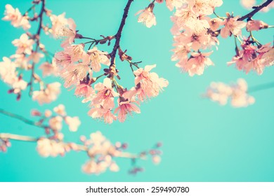 Pink Sakura Flower Blooming On Blue Stock Photo 259490780 | Shutterstock