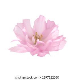 Pink Sakura Flower Isolated On White Background, Macro Close Up Studio Shot