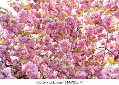 Pink Sakura Flower On Blooming Spring Tree. Botanical Background