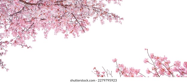 Pink Sakura flowers blooming isolated on white background. - Powered by Shutterstock