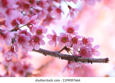 Vector Spring Flowers Stock Photos Images Photography Shutterstock