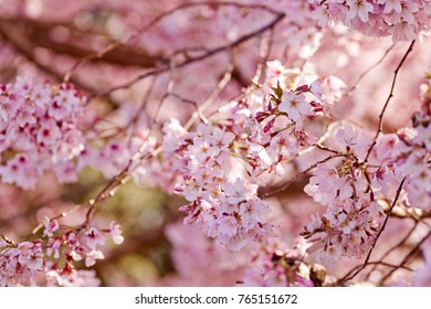 Beautiful Cherry Blossom Stock Photo (Edit Now) 556331662