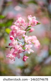 Pink Sakura in Spring Season, Alishan