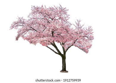 Pink sakura tree blooming on white background. - Powered by Shutterstock