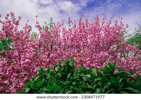 Pink Sakura tree flowers behind of green leafs, pink sakura background with blue sky, beautiful postcard concept, high saturation and vibrance