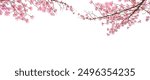 Pink sakura(cherry blossom) in Spring isolated on white background.