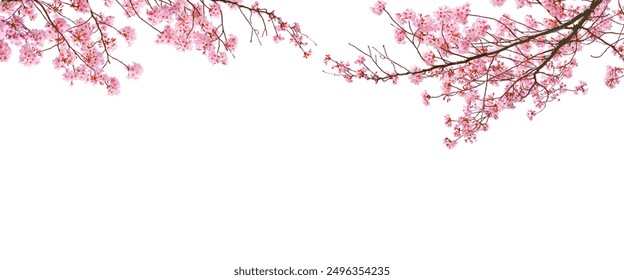 Pink sakura(cherry blossom) in Spring isolated on white background. - Powered by Shutterstock