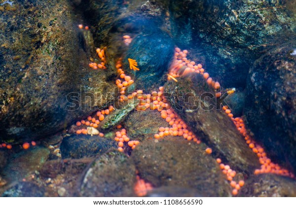 Pink salmon\
eggs left among the rocks in the Adams River, British Columbia,\
testify to the spawning Pacific sockeye salmon that returned in an\
event known as the Salmon\
Run.