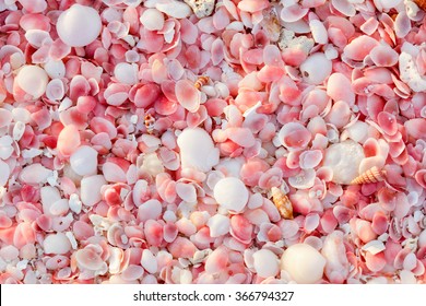 Pink sand beach on Barbuda island in Caribbean made of tiny pink shells, close up photo