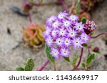 Pink Sand Verbena (Abronia umbellata) wildflowers blooming on the coast of the Pacific Ocean, Santa Cruz, California