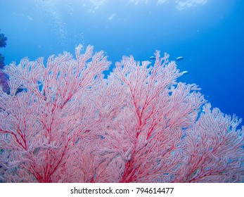 Pink Sea Fan 