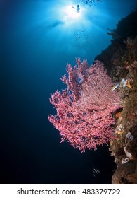 Pink Sea Fan Back Lit By Sunburst