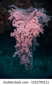 Pink Sea Fan Coral In Palau