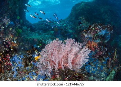 Pink Sea Fan In Front Of Boo Windows In Raja Ampat, Indonesia. April 2018