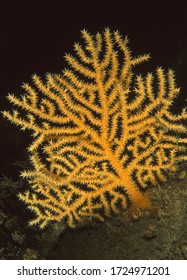 Pink Sea Fan On Reef Wall