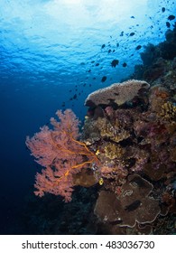 Pink Sea Fan On Reef Wall