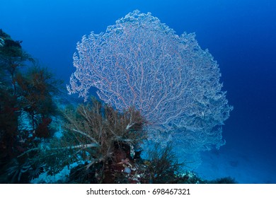 Pink Sea Fan On A Tropical Coral Reef