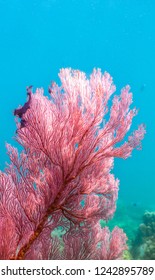 Pink Sea Fan Underwater