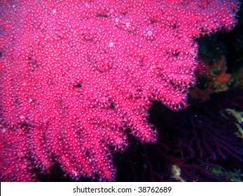 Pink Sea Sponge (false Coral)