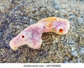 Pink Sea Sponge Growing In Galicia, Spain