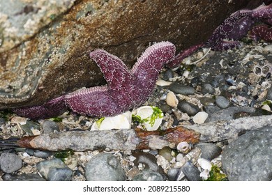 A Pink Sea Star Laying On A Rock At Bottom Of Sea