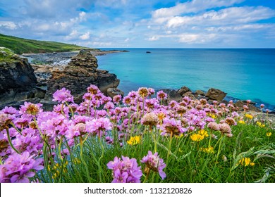 Pink sea thrift flowers on the stunningly beautiful coast in St. Ives, Cornwall, England, UK