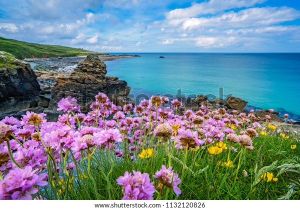 英国 コーンウォール イギリス セント アイブスの驚くほど美しい海岸に ピンクの海が咲く花 の写真素材 今すぐ編集