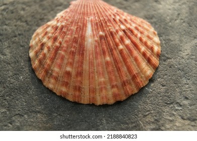 Pink Seashell On Dark Stone.