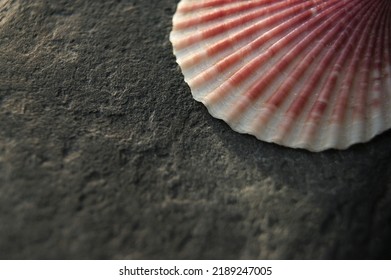 Pink Seashell On Dark Stone.