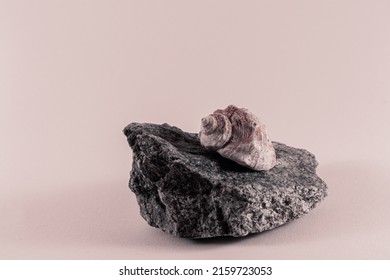 Pink Seashell On A Grey Rock On White Background